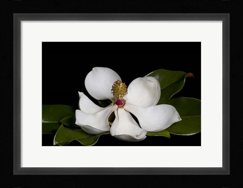 Framed Magnolia Print