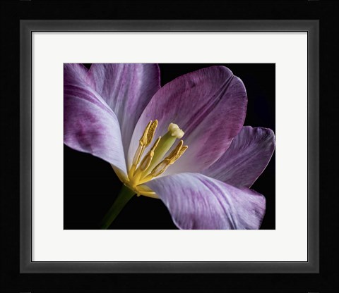 Framed Peekaboo Tulip Print