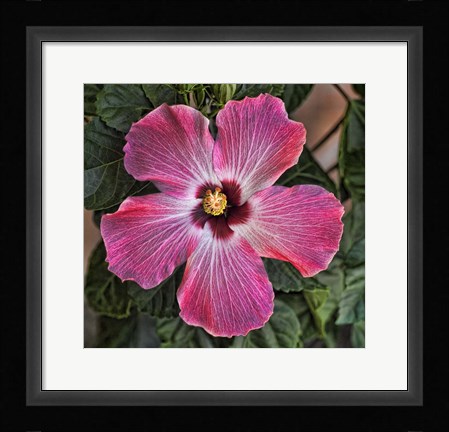 Framed Pink Hibiscus Print