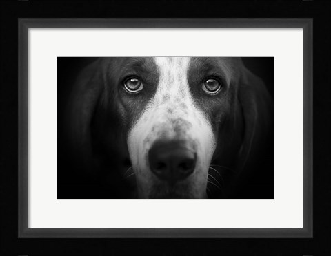 Framed Basset Hound Print