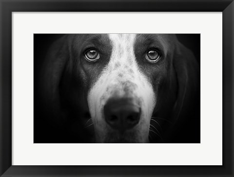 Framed Basset Hound Print