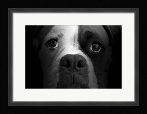 Framed Boxer Pup Print