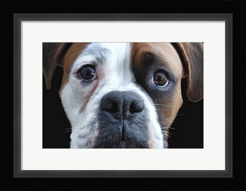 Framed Boxer Print
