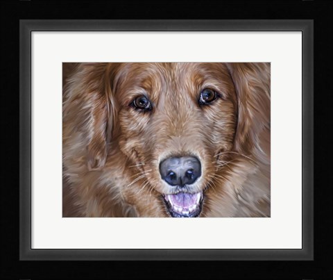 Framed Golden Retriever Print