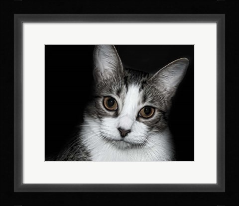 Framed House Cat Print