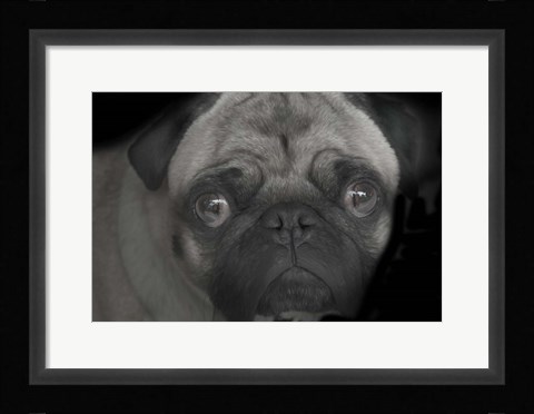 Framed Pug Print