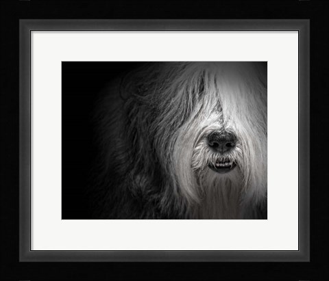 Framed Sheepdog Print