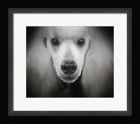 Framed Standard Poodle Print