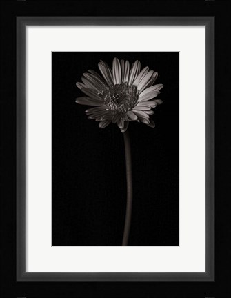 Framed Gerber Daisy Copy Print