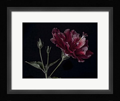 Framed Hibiscus Print
