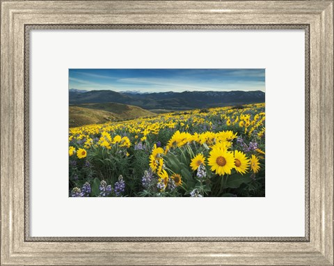 Framed Methow Valley Wildflowers IV Print