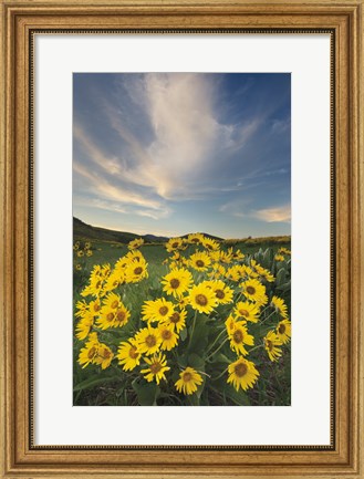 Framed Methow Valley Wildflowers II Print