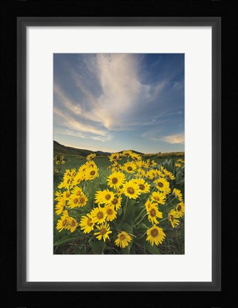 Framed Methow Valley Wildflowers II Print