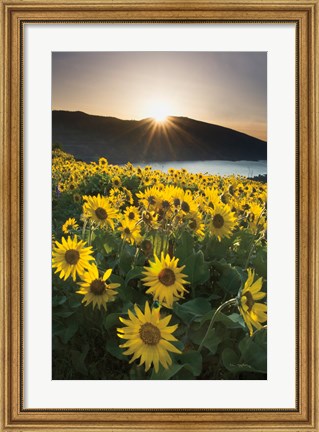 Framed Columbia River Gorge Sunrise Print