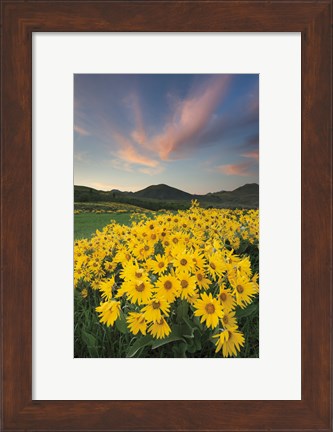 Framed Methow Valley Wildflowers I Print