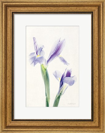 Framed Light and Bright Floral III Print