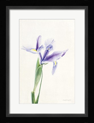 Framed Light and Bright Floral IV Print