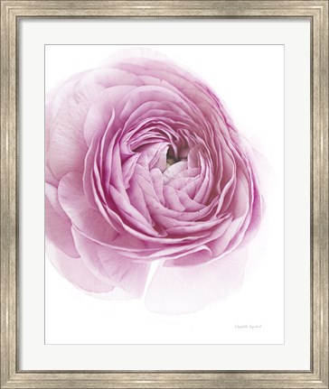 Framed Pink Lady III Print