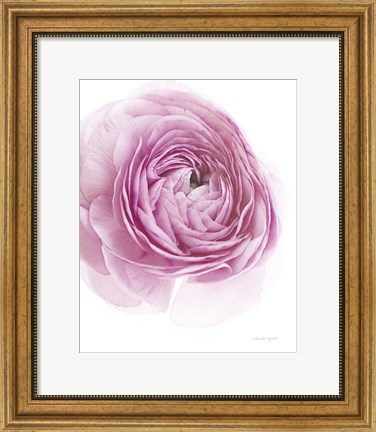 Framed Pink Lady III Print