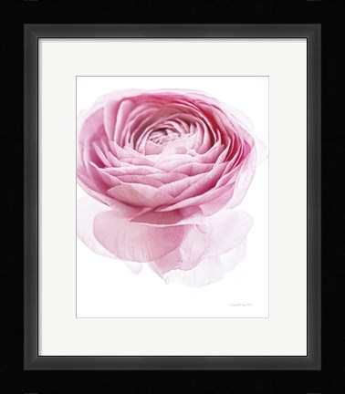 Framed Pink Lady I Print