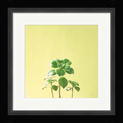 Framed Succulent Simplicity IX Print