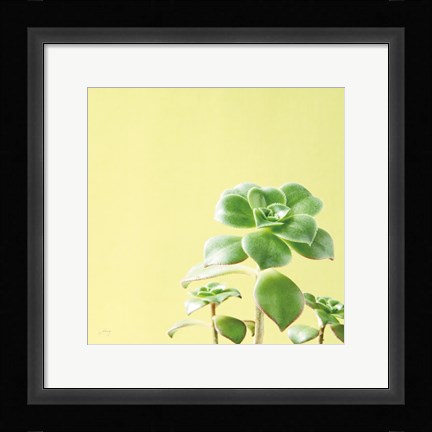 Framed Succulent Simplicity X Print