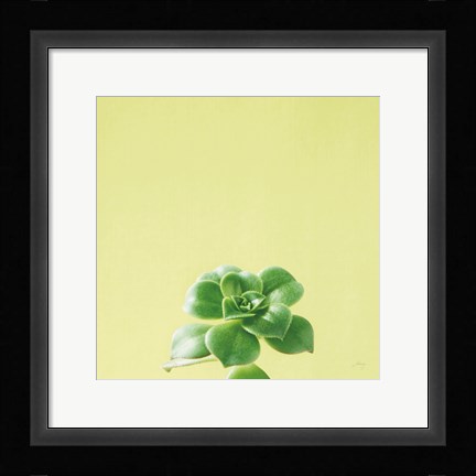 Framed Succulent Simplicity VII Print