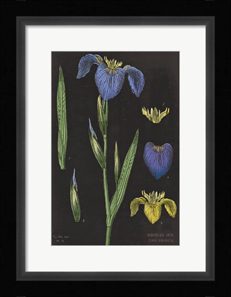 Framed Iris Chart Print