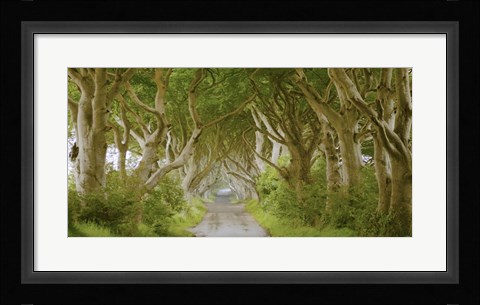 Framed Dark Hedges, Ireland Print
