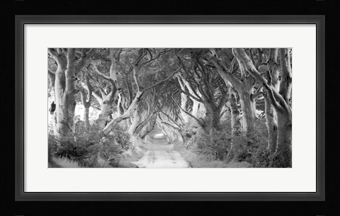Framed Dark Hedges, Ireland (BW) Print