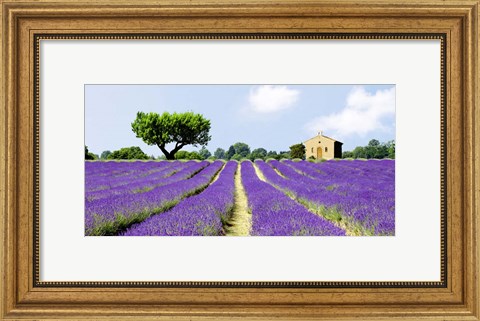 Framed Lavender Fields, France Print