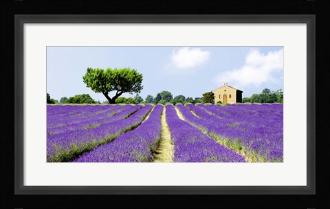 Framed Lavender Fields, France Print