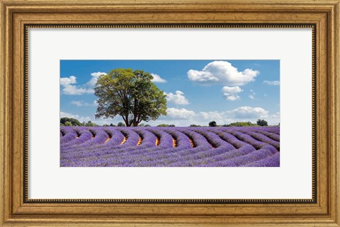Framed Lavender Field in Provence, France Print
