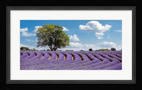 Framed Lavender Field in Provence, France Print