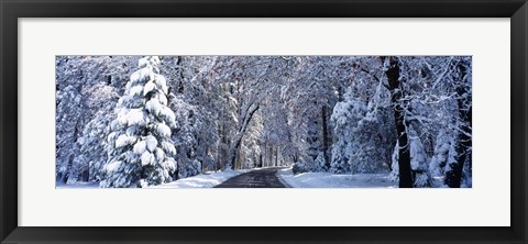 Framed Road passing through Snowy Forest in Winter, Yosemite National Park, California Print