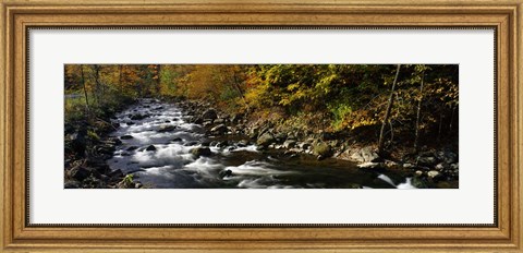 Framed River Flowing through a Forest, Chittenango Creek, New York State Print