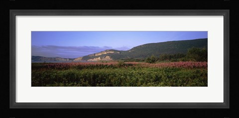 Framed Flowers in Cap Bon Ami, Forillon National Park, Quebec, Canada Print