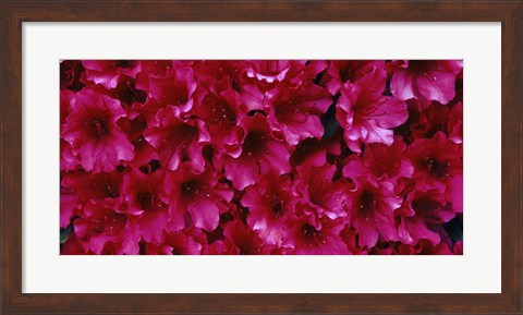 Framed Red Azaleas, Sacramento, California Print