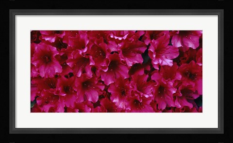 Framed Red Azaleas, Sacramento, California Print