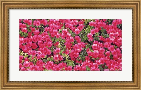 Framed Red Azalea Flowers, Sacramento, California Print