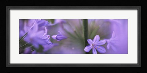 Framed African Lily, Sacramento, California Print