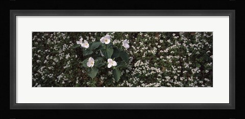 Framed Chimney Tops, Great Smoky Mountains National Park, Gatlinburg, Tennessee Print