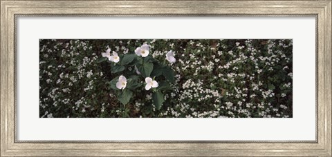 Framed Chimney Tops, Great Smoky Mountains National Park, Gatlinburg, Tennessee Print