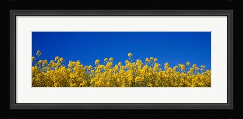 Framed Rape Field in Bloom under Blue Sky Print
