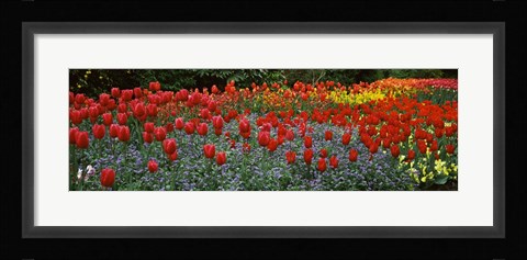Framed Tulips Blooming in St. James's Park, London, England Print
