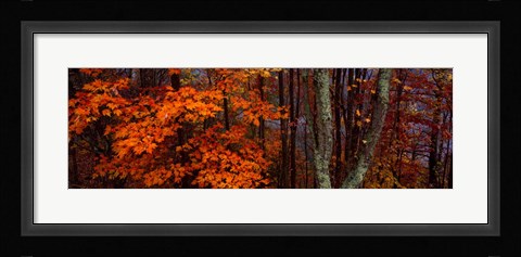 Framed Trees in Forest, Great Smoky Mountains National Park, North Carolina Print