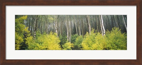 Framed Aspen Trees in a Forest, Utah Print