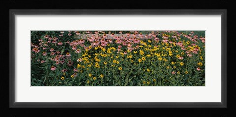 Framed Field of Flowers in Bloom, Marion County, Illinois Print