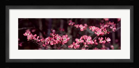 Framed Pink Flowers in Bloom Print