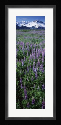 Framed Lupine Flowers in Bloom, Turnagain Arm, Alaska Print